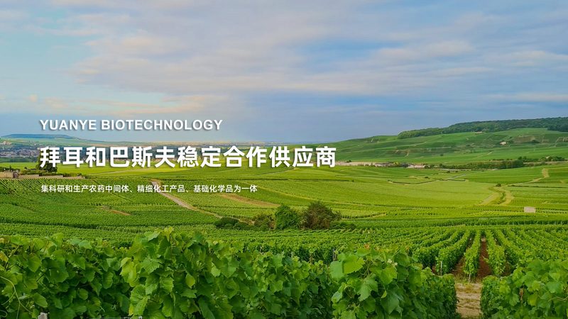 CHO细胞培养基：研发过程中的关键因素**